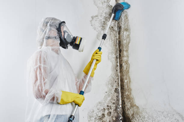 Best HVAC Mold Remediation in Rio Dell, CA