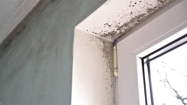 Best Mold Remediation for Specific Building Types in Rio Dell, CA