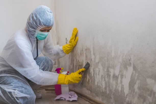 Best Health and Safety Mold Remediation in Rio Dell, CA