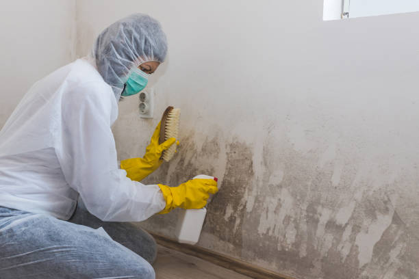 Best Post-Flood Mold Remediation in Rio Dell, CA