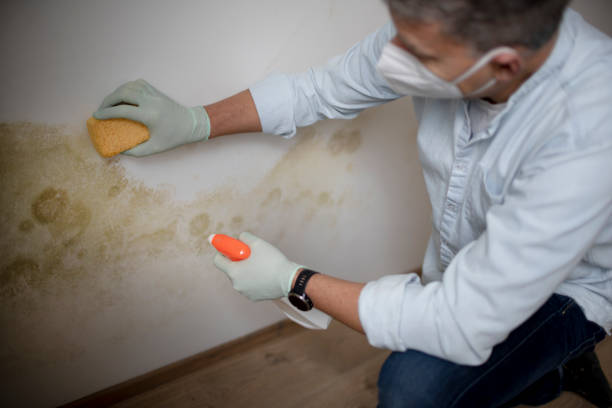 Best Kitchen Mold Remediation in Rio Dell, CA