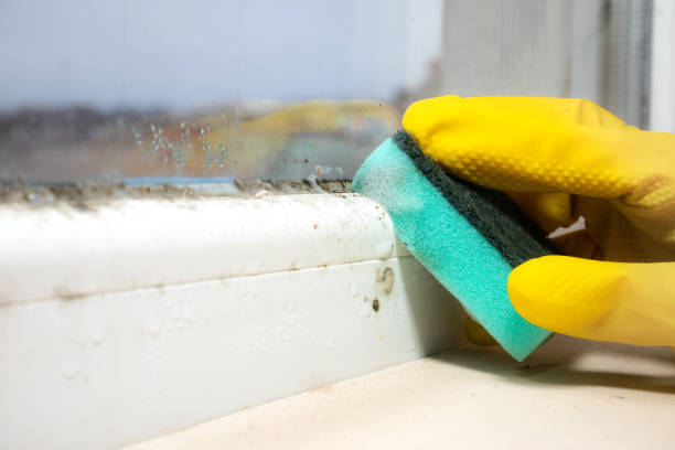 Best Crawl Space Mold Remediation in Rio Dell, CA