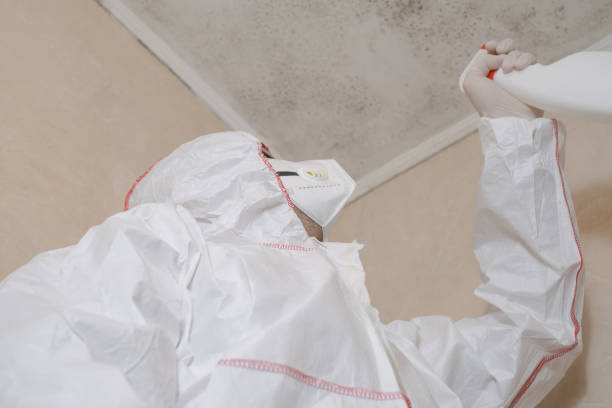 Best Residential Mold Remediation in Rio Dell, CA