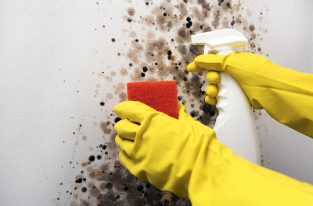 Best Commercial Mold Remediation in Rio Dell, CA