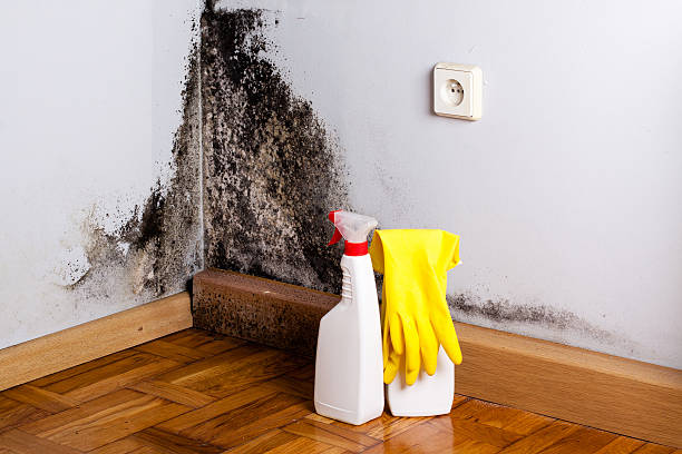 Best Bathroom Mold Remediation in Rio Dell, CA