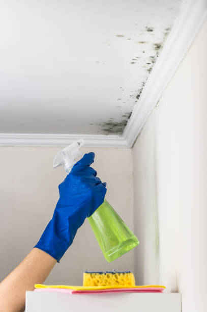 Best Post-Flood Mold Remediation in Rio Dell, CA